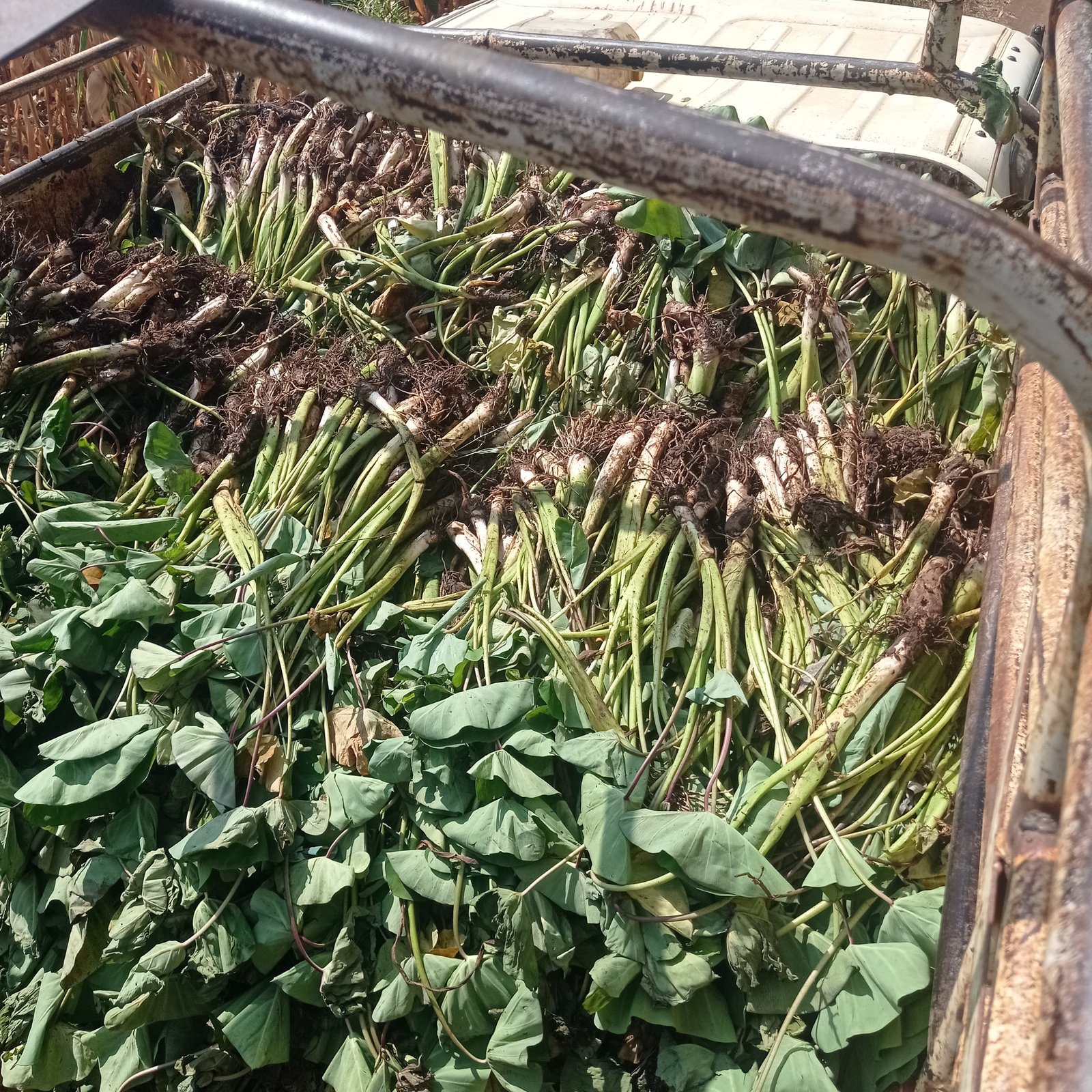 Bulk Dasheen suckers/seedlings in farm truck