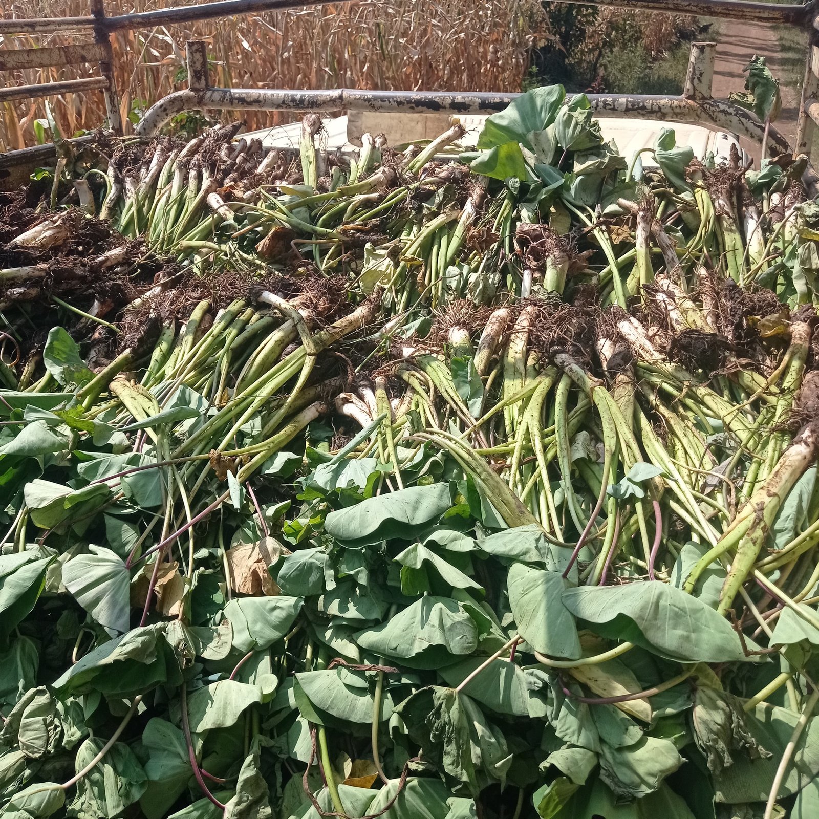 Truck load of Dasheen suckers and seedlings for farmers