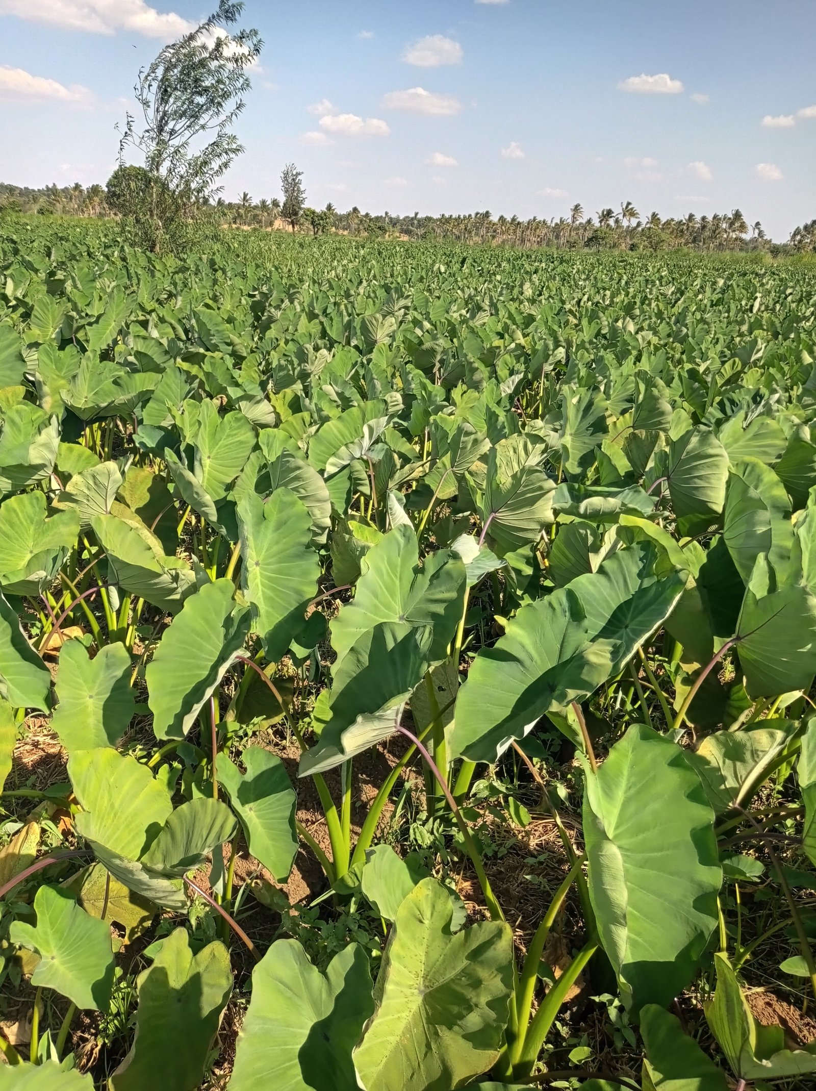 Dense Dasheen canopy across Meru-style commercial field