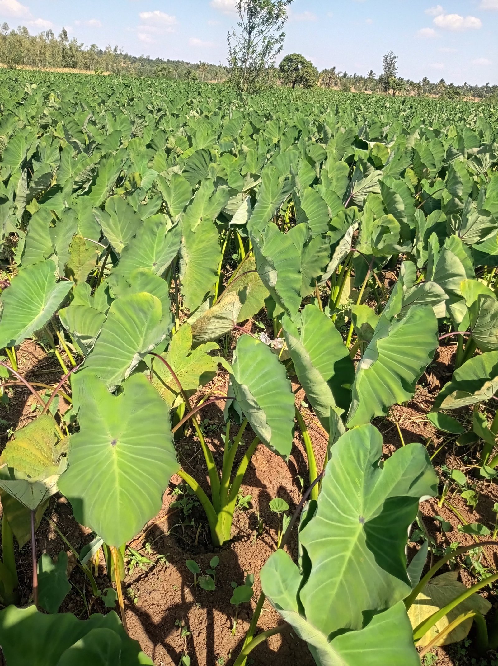 Close-up of healthy dark green Dasheen leaves