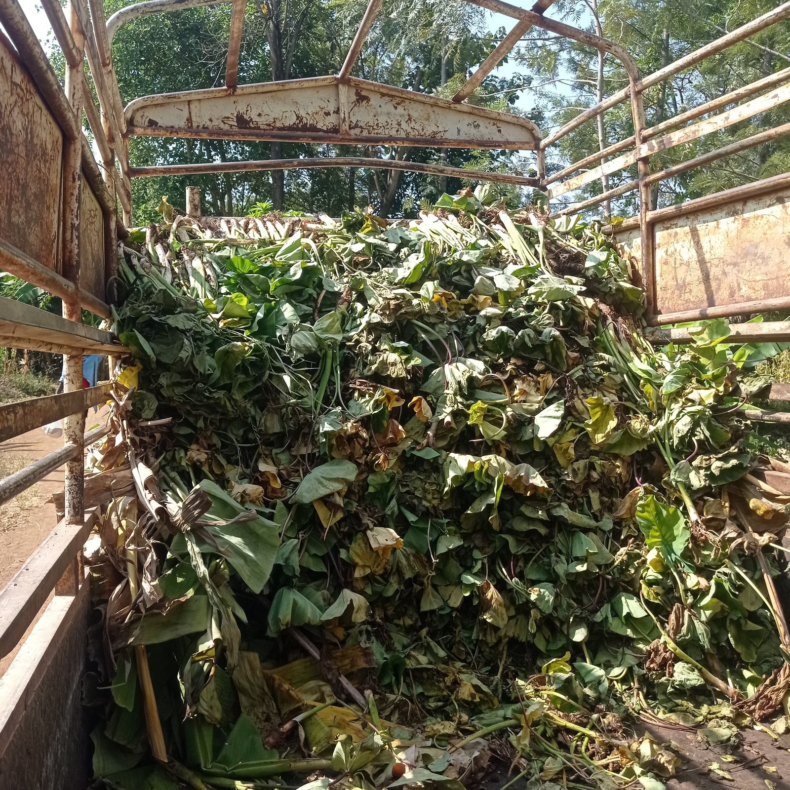 Delivery logistics for Dasheen suckers/seedlings