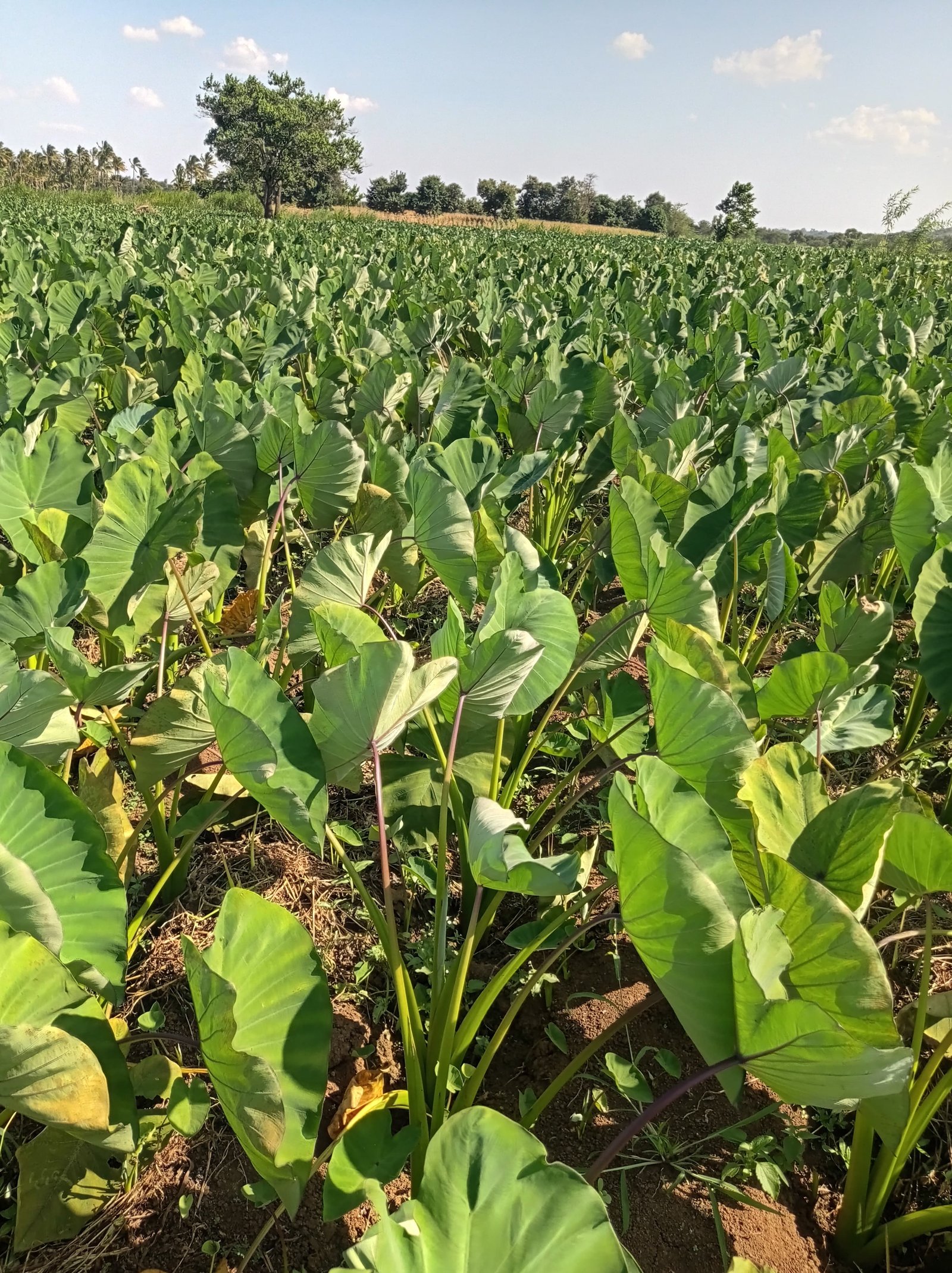 Mature Dasheen nduma plants in commercial field