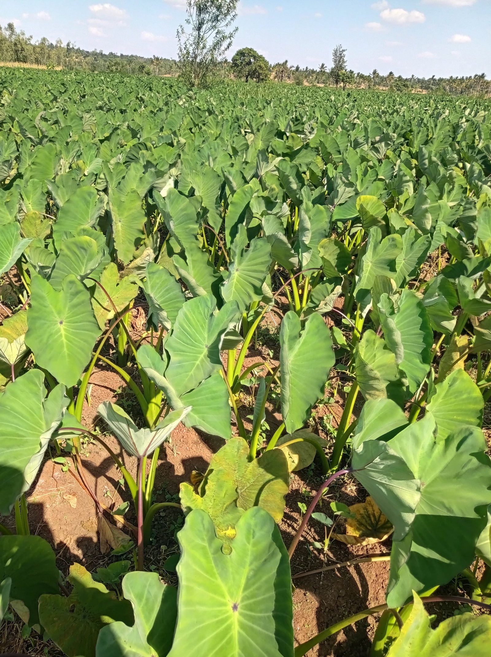 Lush Dasheen arrowroot field with dark green leaves in Kenya