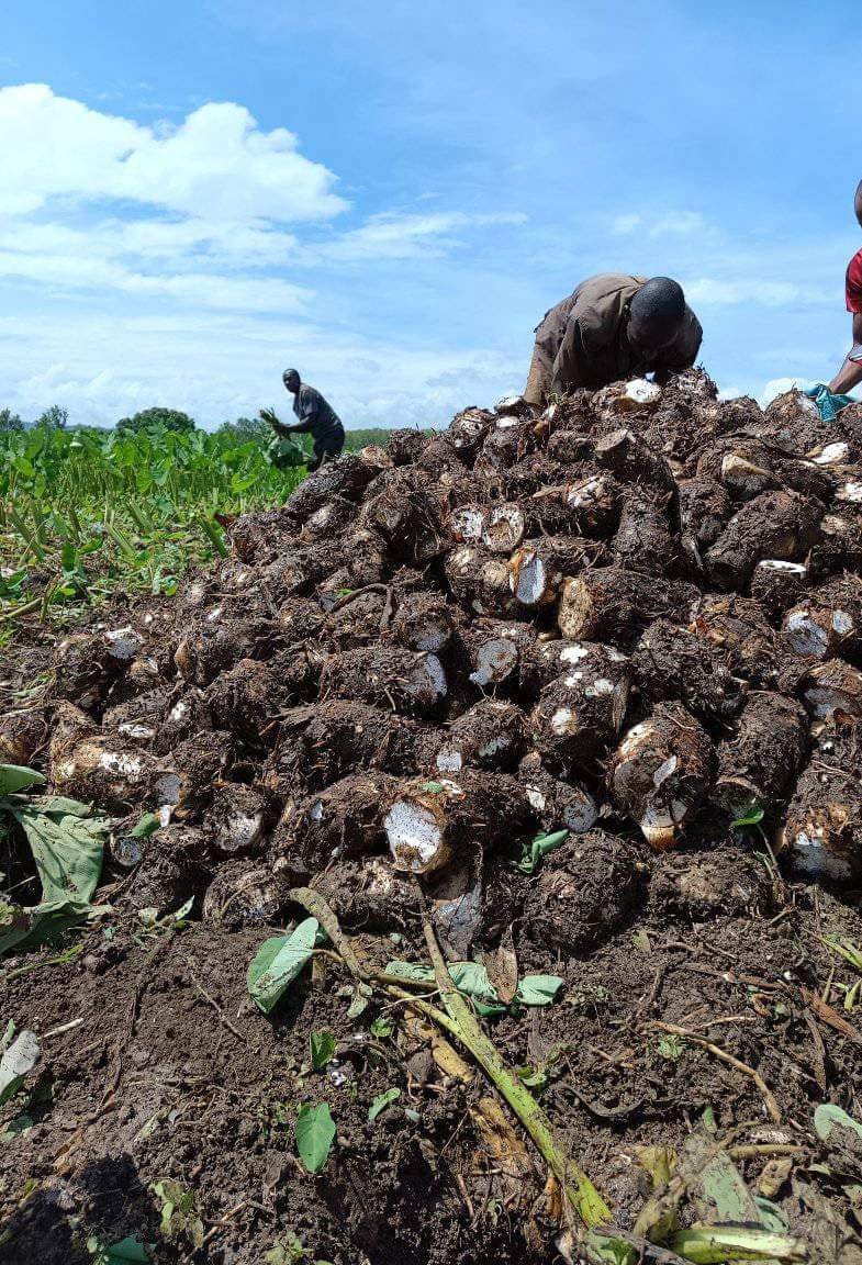 Fresh Dasheen nduma tubers for cooking Kenya