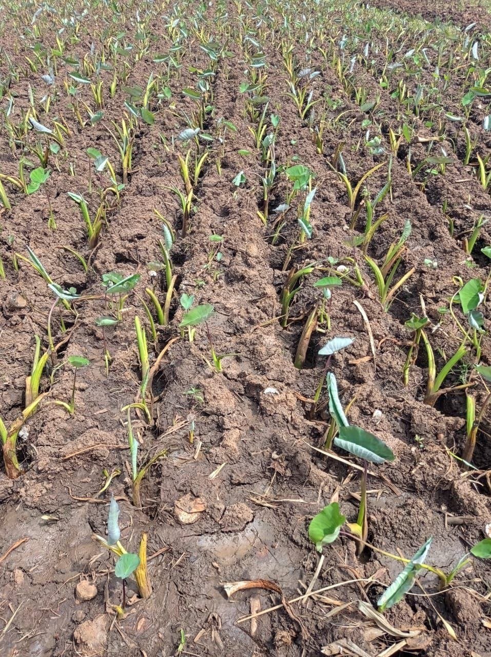 Young Dasheen shoots emerging in prepared farm soil