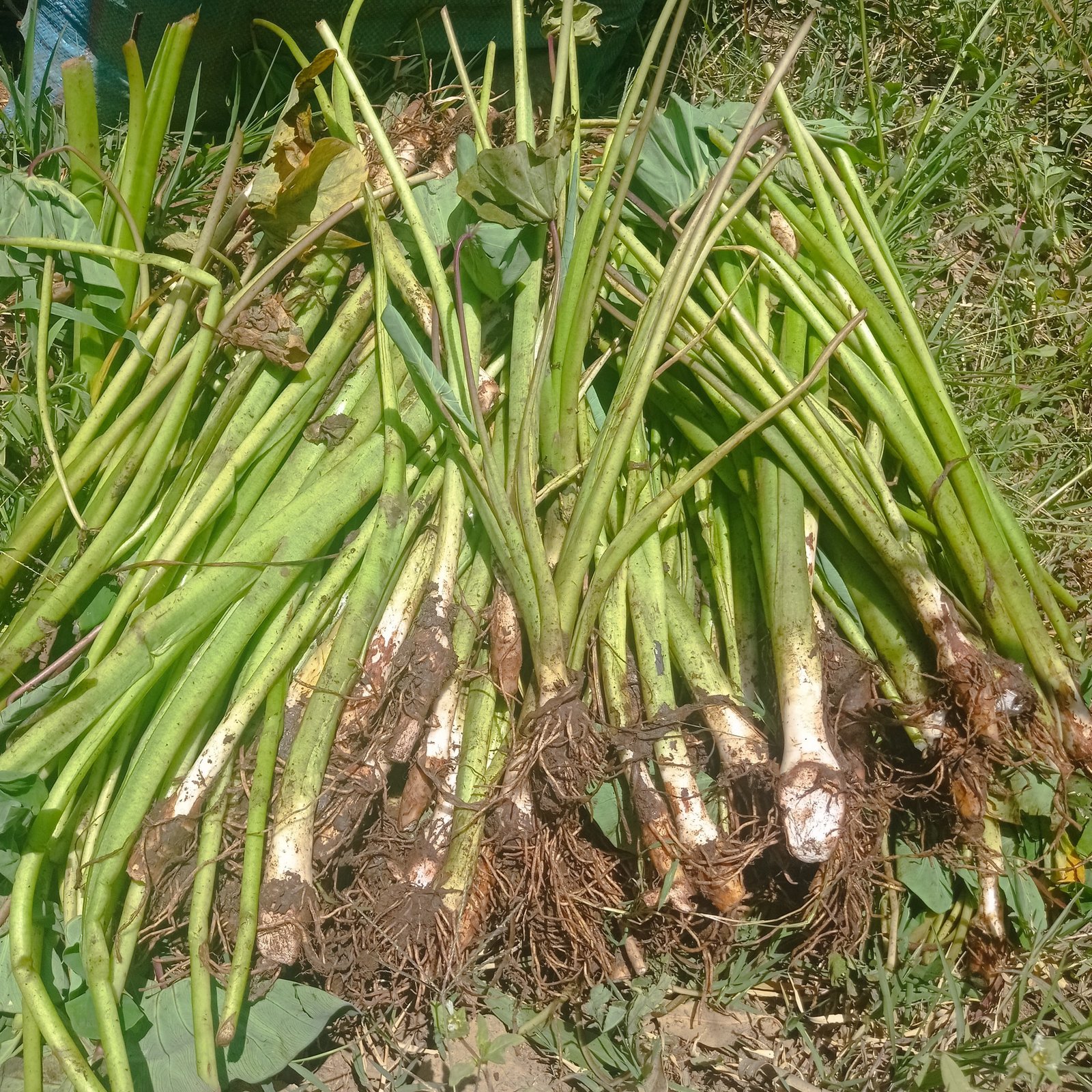 Dasheen sucker roots close-up