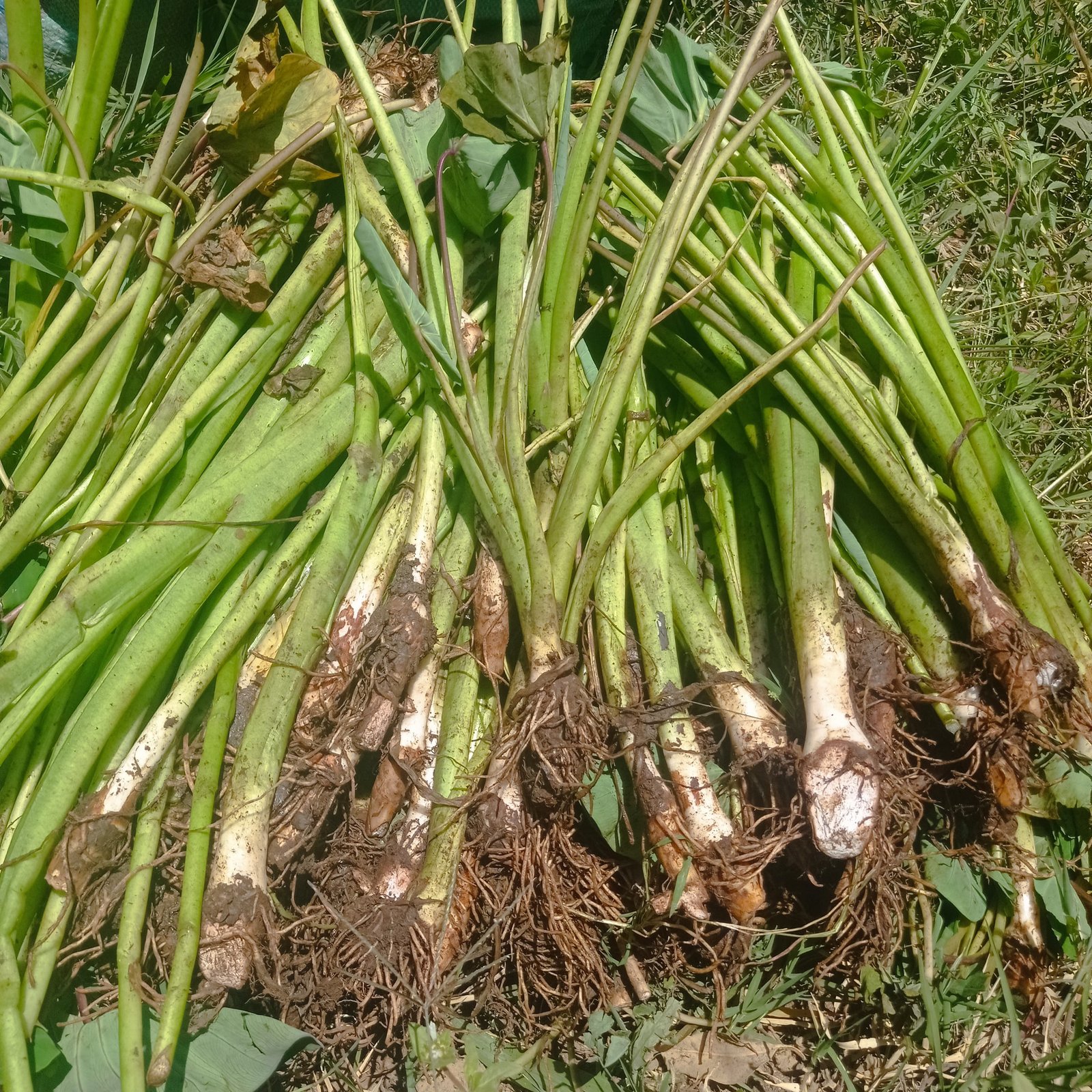 Fresh Dasheen suckers with roots ready for planting
