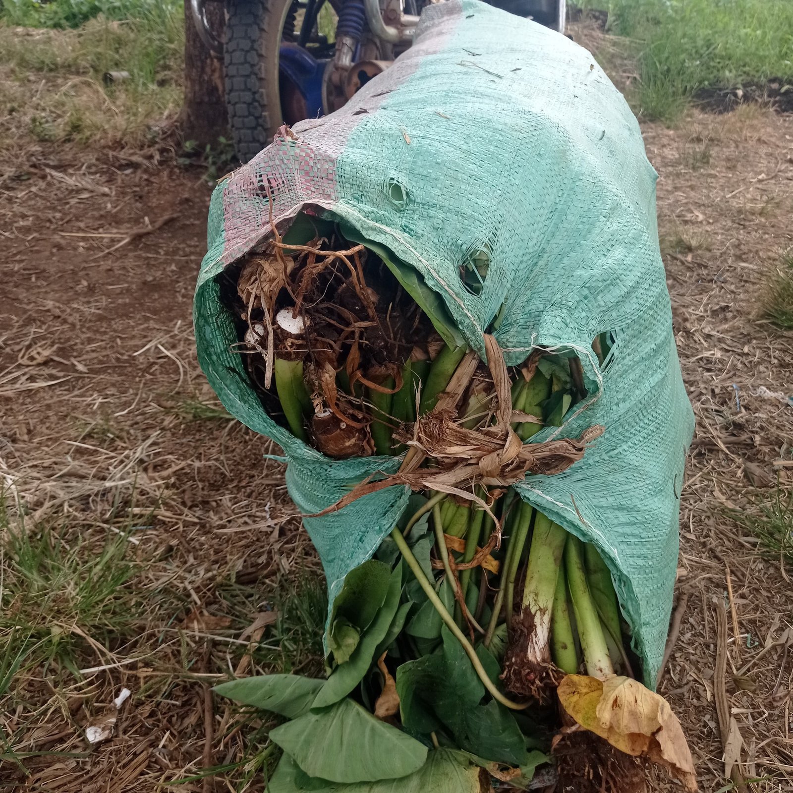 Dasheen suckers and seedlings packed for Meru and Nairobi supply
